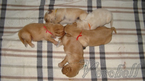 Zlat� retriever-�t�n�tka