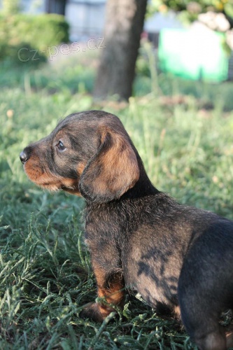 �t�n� jezev��ka