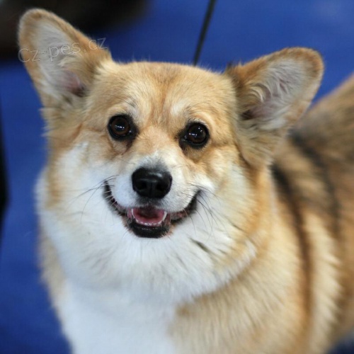 Welsh corgi pembroke - �t��ata s PP