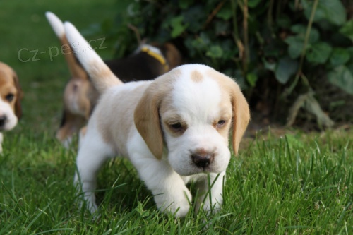 Fene�ka beagla(b�gla) bicolor, s PP  