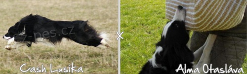 �t���tka border kolie s PP