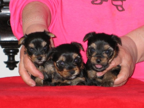 Jork��rsk�  terier