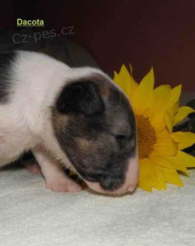 Bullterier-�t���tka s PP