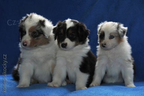 Australsk� ov��k - �t��ata 