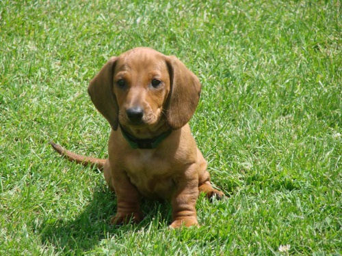 Jezev��k hladkosrst� standard s PP