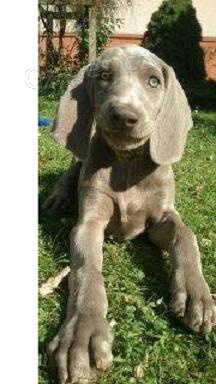 Prod�me pejsky v�mrsk�ho oha�e s PP, v�born� cena