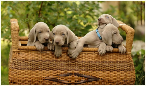 V�marsk� oha� s PP, IHNED K ODB�RU!!