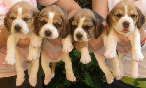 �t��ata beagle s PP