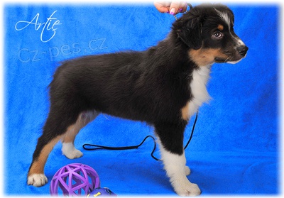 australsk� ov��k �t�n� s PP k odb�ru