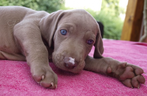 V�marsk� oha� �t�n� s PP