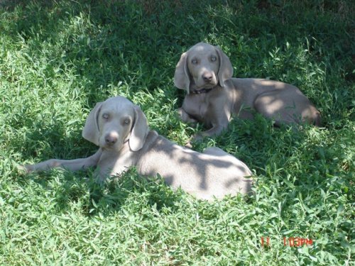 V�marsk� ohar - �taniatka