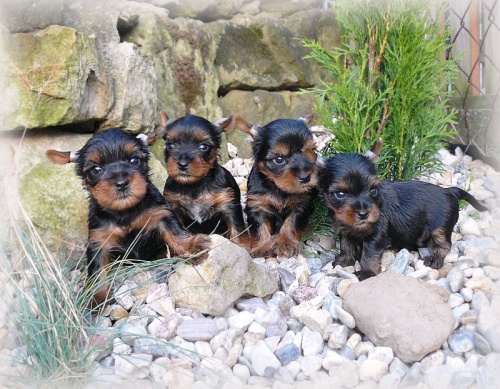 Jork��rsk� teri�r-fene�ka