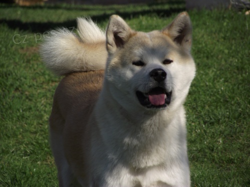 Akita Inu štěňata s PP Akita Inu štěňata s PP