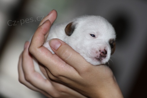 K prodeji nab�z�me �t���tka JRT s PP !!!