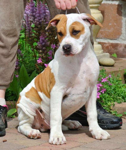 Americk� stafor��rsk� teri�r