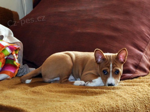 zad�m �t�n� basenji