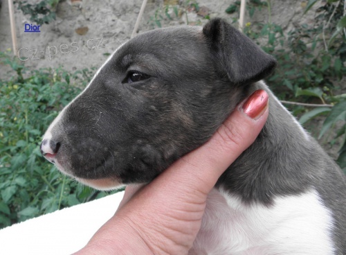 Bullterier-�t���tka s PP