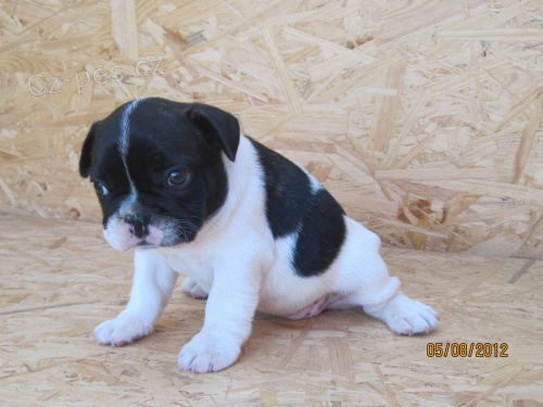 Prod�m �t�n� fr. buldo�ka bez PP