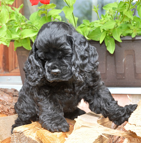 americk� kokr�pan�l  - �t��ata