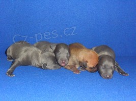 Italsk� chrt�k - �t��ata s pp