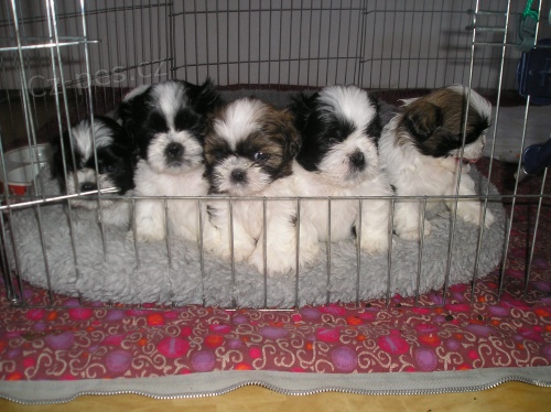 �t��� Shih-tzu