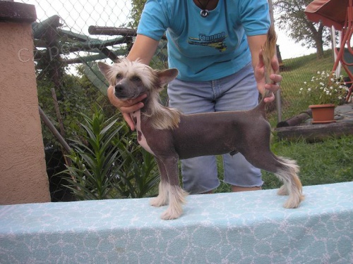 ��nsk� chocholat� pes