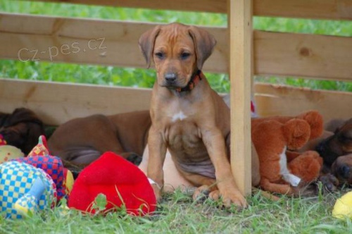 Kr�sn� �t���tka ridgeback� pr�v� k odb�ru