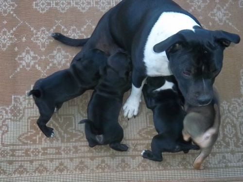 staford��rsk� bulterier