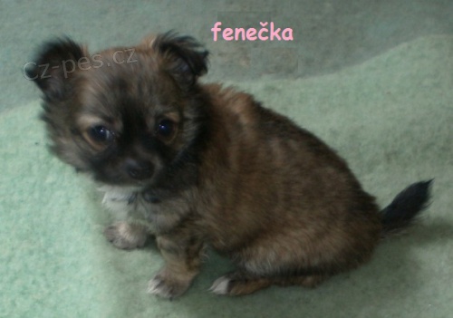 �ivava �t�n�tka