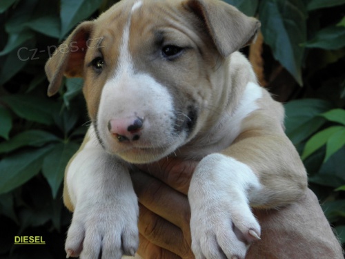 Bullterier-kr�sn� pejsek s PP