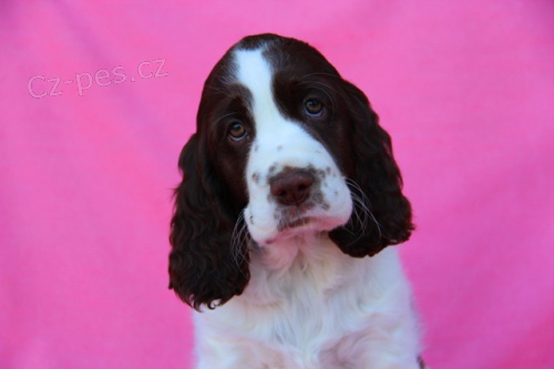 Anglick� �pringr�pan�l - �t��ata s PP