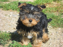 Jork��rsk� terier -  �t��ata