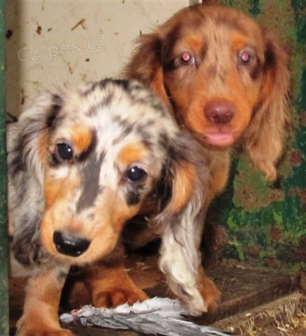 Jezev��k trpasli�� dlouhosrst�