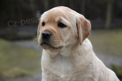 Zad�me �t��ata Labradorsk�ho retrivera s PP