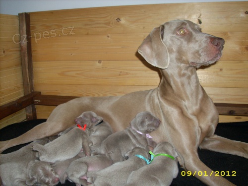 �t��ata V�marsk�ho oha�e bez PP