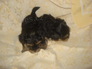 Jork��rsk� teri�r-�t���tka-pejsci bez PP