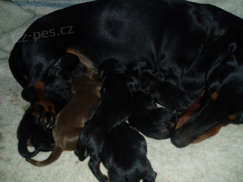 Jezev��k hladk. �ern� s p�len�m