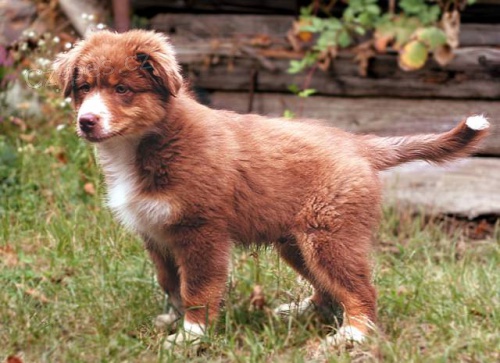 AUSTRALSK� OV��K