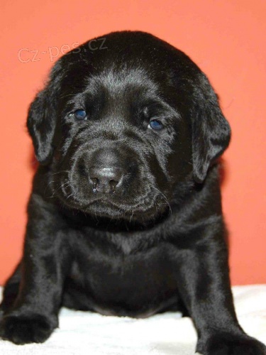 Štěňátka labradorského retrívra s PP Štěňátka labradorského retrívra s PP