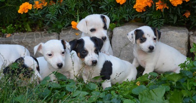 KR�SN� �T�N�TKAj ack russell terier