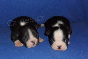 Bostonsk� terier - �t��ata s pp