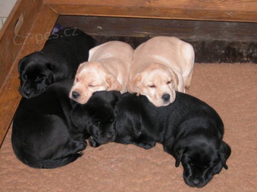 �t��ata labrador retrievera s PP