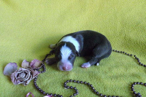 �t���tka australsk�ho ov��ka s PP