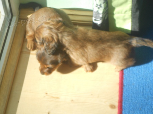 Prod�me jezev��ky