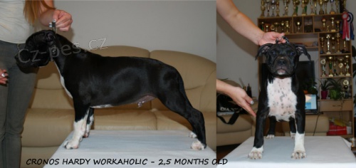 Americk� staford��rsk� teri�r - �ern� �t���tka na prodej!