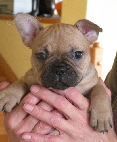 Francouzsk� buldo�ek �t��ata bez PP prod�m