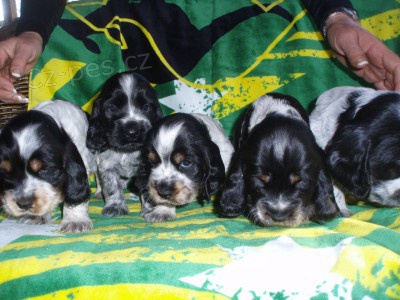 ANGLICK� KOKR�PAN�L � MODR� B�LOU�/TRICOLOUR