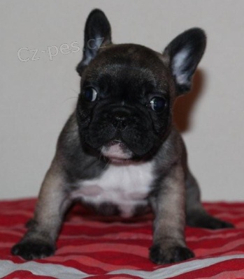 Francouzsk� buldo�ek 