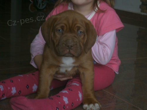 Bordeauxská doga Bordeauxská doga