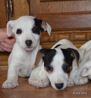 �t�n�tka jack russell terier